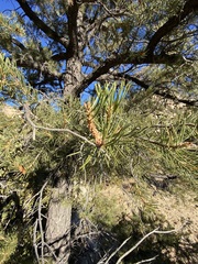 Pinus monophylla
