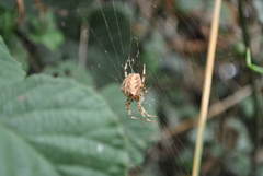 Araneus diadematus