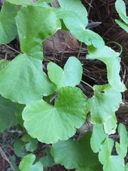Hydrocotyle leucocephala