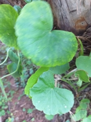 Hydrocotyle leucocephala