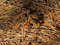 Phrixotrichus vulpinus