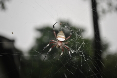 Argiope ocula
