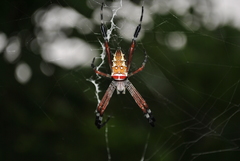 Argiope ocula