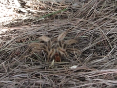 Phrixotrichus vulpinus