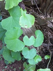 Hydrocotyle leucocephala