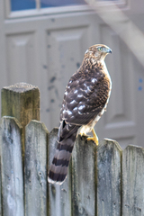 Accipiter cooperii