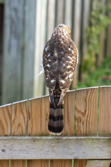 Accipiter cooperii
