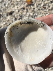 Pegophysema schrammi