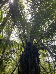 Cocoseae