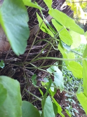 Hydrocotyle leucocephala