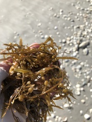 Sargassum filipendula