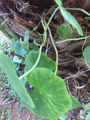 Hydrocotyle leucocephala