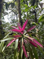 Guzmania wittmackii