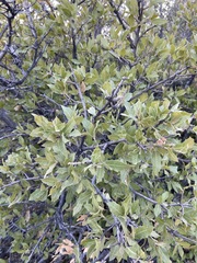 Quercus peninsularis