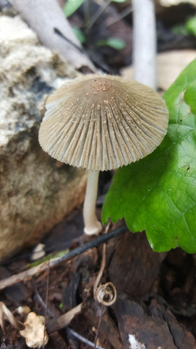 Coprinellus arenicola