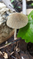 Coprinellus arenicola