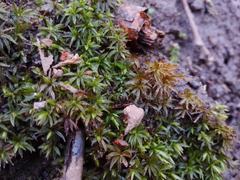 Atrichum tenellum