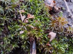 Atrichum tenellum