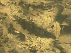 Hypentelium nigricans