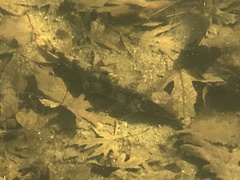 Hypentelium nigricans