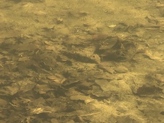 Hypentelium nigricans