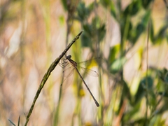 Lestes undulatus