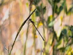 Lestes undulatus
