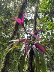 Guzmania wittmackii