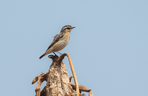Whinchat