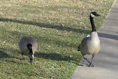 Branta canadensis