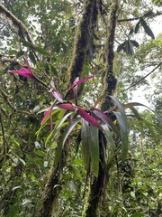 Guzmania wittmackii