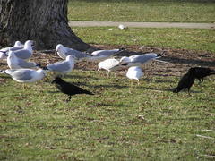 Corvus brachyrhynchos