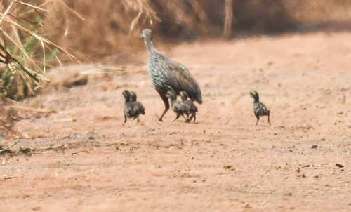 Double-spurred Spurfowl