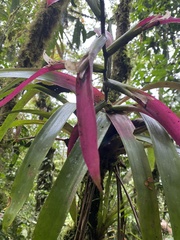 Guzmania wittmackii