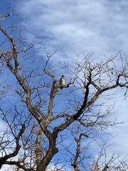 Haliaeetus leucocephalus