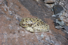 Boana riojana