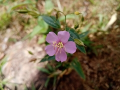 Pterogastra divaricata