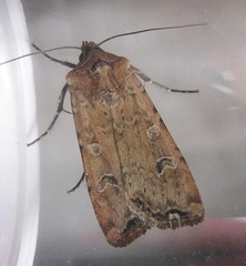 Euxoa ochrogaster