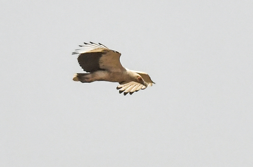 Palm-nut Vulture