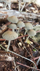 Coprinellus arenicola