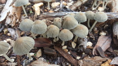 Coprinellus arenicola