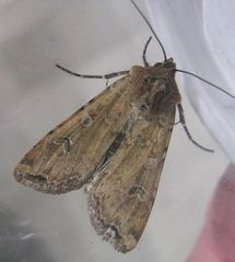 Euxoa ochrogaster