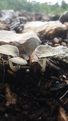 Coprinellus arenicola