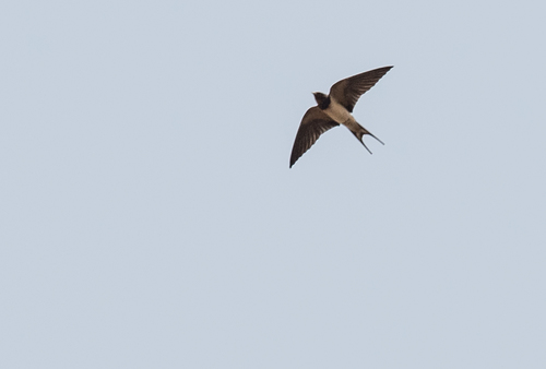 Barn Swallow