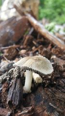 Coprinellus arenicola