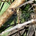 Gynacantha bispina - Photo (c) thierrycordenos,  זכויות יוצרים חלקיות (CC BY-NC), uploaded by thierrycordenos