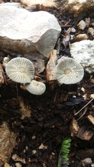 Coprinellus arenicola