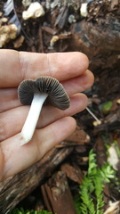 Coprinellus arenicola