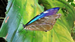 Morpho marcus intermedia