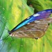 Morpho marcus intermedia - Photo (c) Rogerio Dias, some rights reserved (CC BY-NC), uploaded by Rogerio Dias